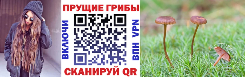 Галлюциногенные грибы MAGIC MUSHROOMS  как найти наркотики  Калуга 